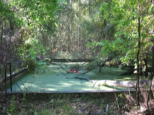 Abandoned Rose Island Theme Park