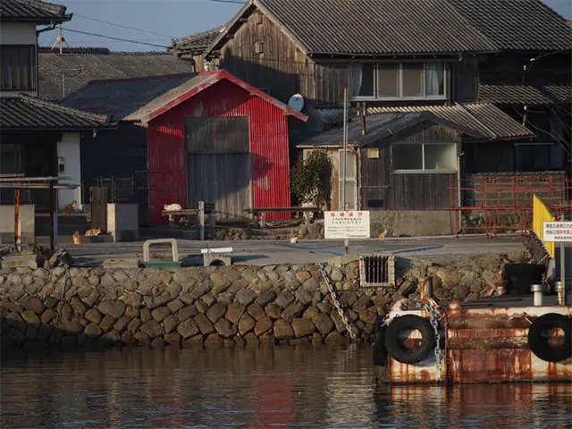 Abandoned Cat Island Japan Visit to Aoshima