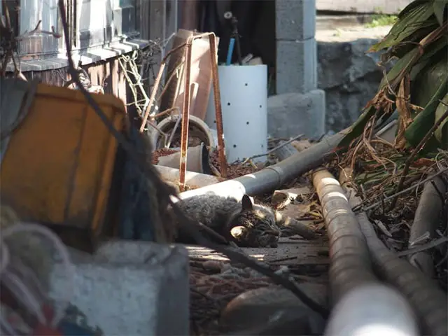 Abandoned Cat Island Japan Visit to Aoshima