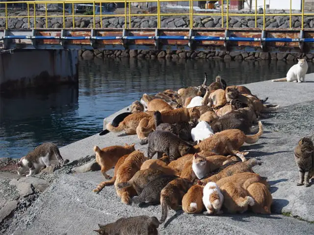 Abandoned Cat Island Japan Visit to Aoshima