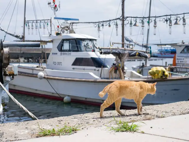 Abandoned Cat Island Japan Visit to Aoshima