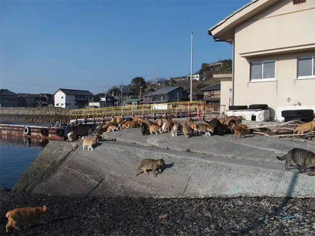 Abandoned Cat Island Japan Visit to Aoshima