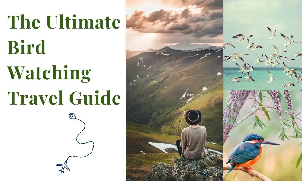 The Ultimate Bird Watching Travel Guide